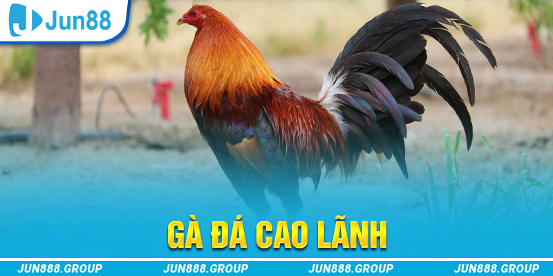 link m88 gà chọi cu cần