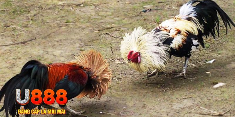 link m88 đăng nhập sòng bạc trực tiếp